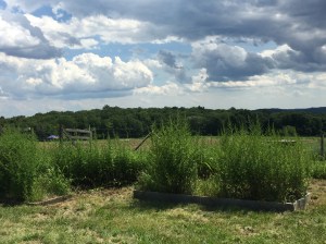 File Aug 01, 6 09 33 PM