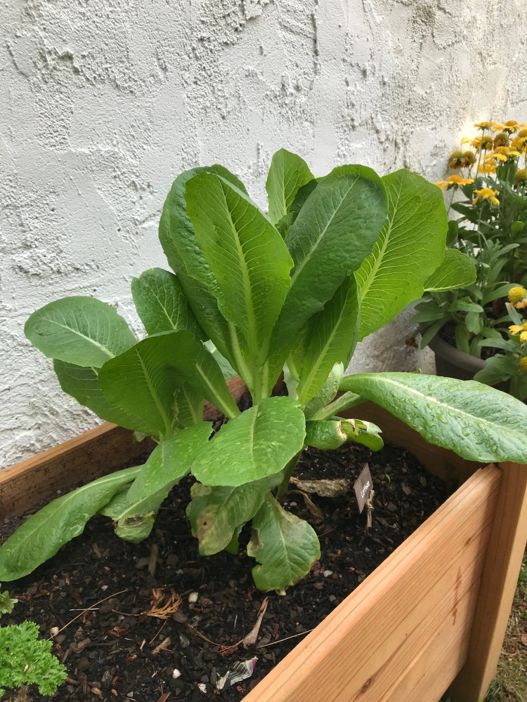 37944005_10156013102330950_117482417995907072_n