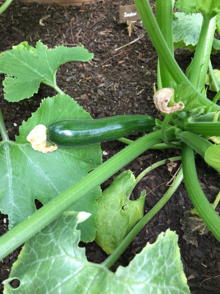 37958585_10156013103020950_7702093091603218432_n