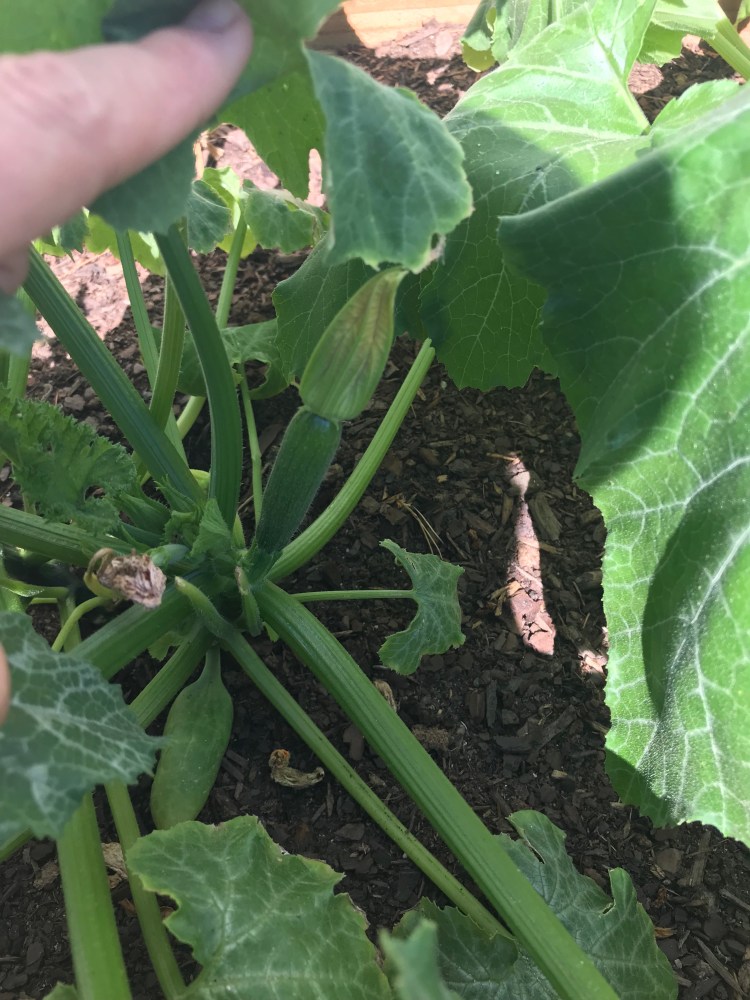 37962574_10156013102680950_7713460499941163008_n