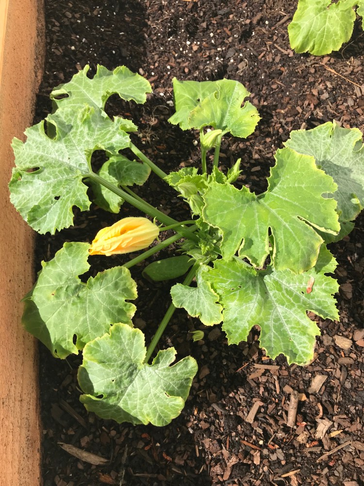 38036903_10156013101820950_1169536349368221696_n