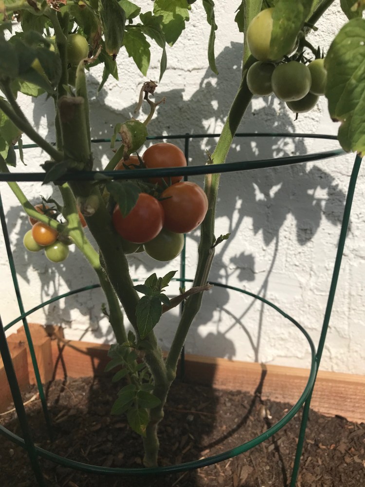 38040876_10156013100930950_4164436475301068800_n